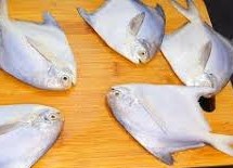 Papulate fish